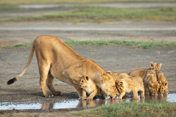 Female lioness and her lion cubs drinking water from a puddle in Ndutu in Tanzania