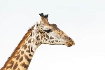 Close up portrait of male giraffe face isolated on white background in Masai Mara in Kenya