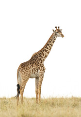 Vertical portrait of a female giraffe standing in dry grass isolated on white in Masai Mara in Kenya