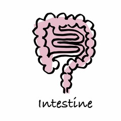 手書き線画　腸のイメージ