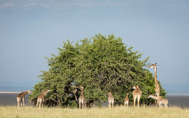 Tower of giraffe surrounding a big bushy tree eating in Masai Mara in Kenya - Powered by Adobe