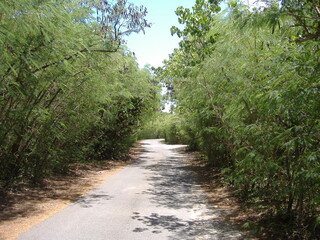 Fototapeta premium Beach and forest
