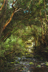 Arrayan trees near Temuco, chile
stream in the woods