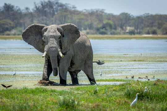 Adult bull elephant wading through wet plains of Amboseli in Kenya