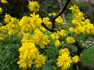 rudbeckia, golden balls, bright autumn yellow flowers, selective focus