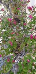 pink flowers in the garden