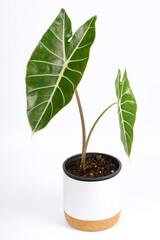 Alocasia longiloba plant (Elephant ear). This is a exotic rainforest tropical plant of Southeast Asia in a pot on white background
