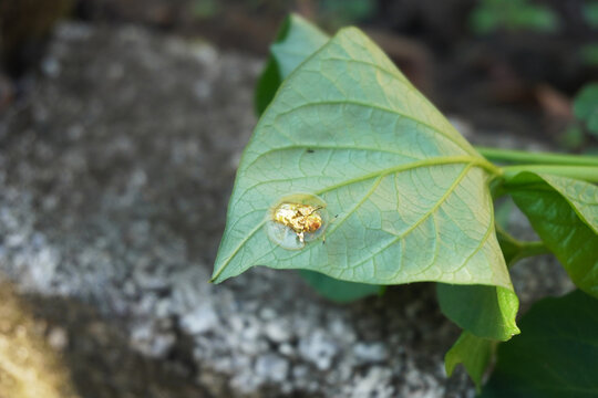 The gold ladybug is actually the golden tortoise beetle which is native to the Americas. Golden tortoise beetles (Charidotella sexpunctata)