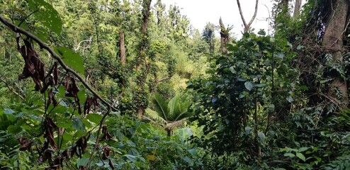 Forest in Puerto Rico