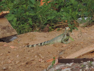 Iguana
