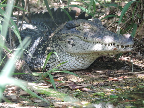 jacare