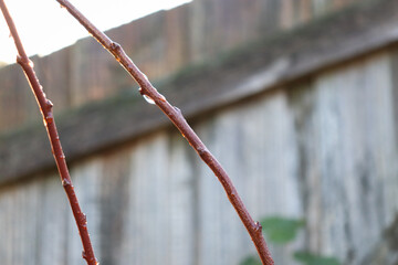 bare branches with water droplets - Powered by Adobe