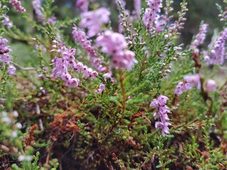 Obraz premium flowers of a lilac