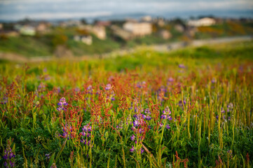 Colorful wildflowers and bright green grass on bluff at Oregon Coast