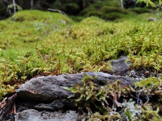 moss on the stone