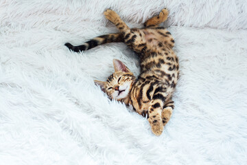 Little Bengal kitty laying on the white background.