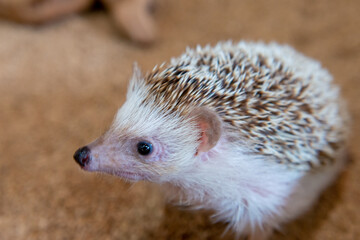 ハリネズミ　クローズアップ