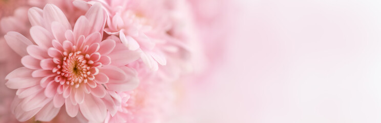 Closeup of beautiful nature pink flower with white background and copy space using as background...