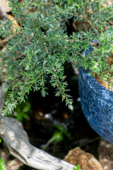 植物　ガーデニング　オージープランツ
