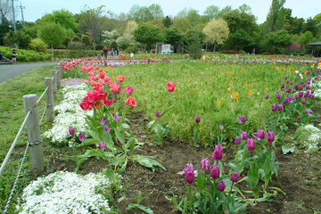 蘆花恒春園・花の丘（東京・芦花公園）