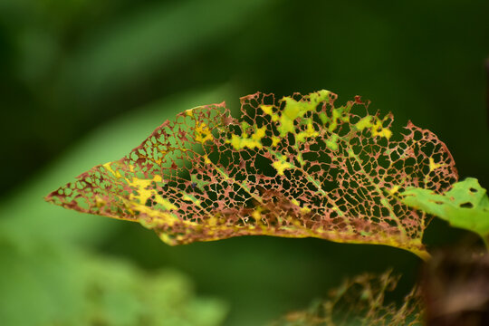 レースのような虫食いの葉 - Powered by Adobe