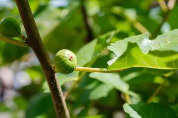 緑のイチジク　無花果　未熟