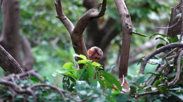 Habitat of Southern pig-tailed macaque family in Phuket Thailand.
Naughty child monkey climbing on the tree top in mother eye,4K video .