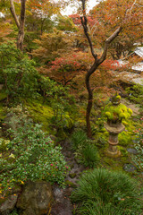 Autumn leaves in Kyoto