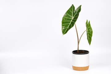 Alocasia longiloba plant (Elephant ear). This is a exotic rainforest tropical plant of Southeast...