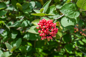 a cluster of red berries of a wayfarer tree