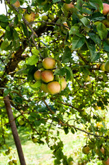 a group of ripe apples hanging at a tree
