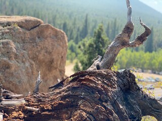 dead tree stump
