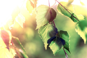 abstract background - birch leaves in the rays of sunlight