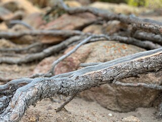 lizard on a tree trunk