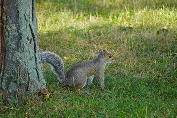 Squirrel in the park in Lowell Massachusetts