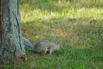 Squirrel in the park in Lowell Massachusetts