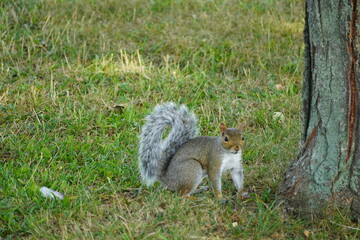 Squirrel in the park in Lowell Massachusetts