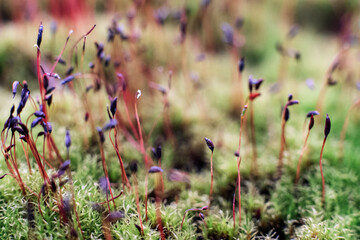 Macro of bryum moss Pohlia nutans with dew drops on forest floor over dark green background
