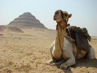 camel and step pyramid in egypt