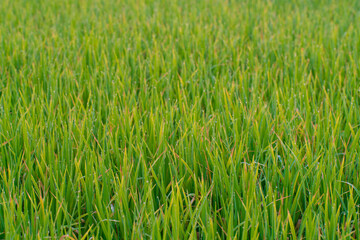 Obraz premium Green paddy rice field with dew drop morning scene
