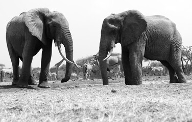 A close up of a two large Elephants (Loxodonta africana) in Kenya. Black and White.