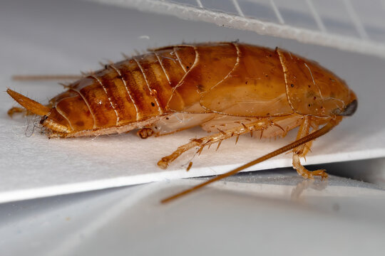 Wood Cockroache of the Family Ectobiidae