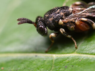 Macro Photo of Black Wasp on Green Leaf