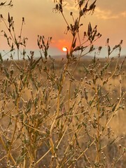 Obraz premium sunset in the desert