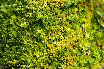 Moss growing green