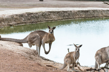 Eastern Grey Kangaroo