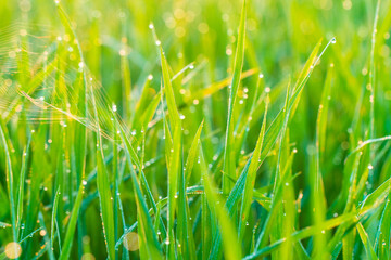 Green paddy rice field with dew drop morning scene