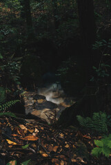 神秘的な山の川