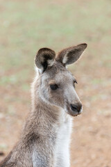 Eastern Grey Kangaroo
