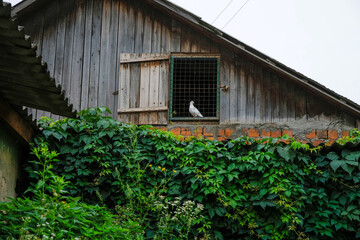 Fototapeta na wymiar Decorative white dove in a dovecote. Wooden dovecote in Borshchiv, Ternopil region, Ukraine.